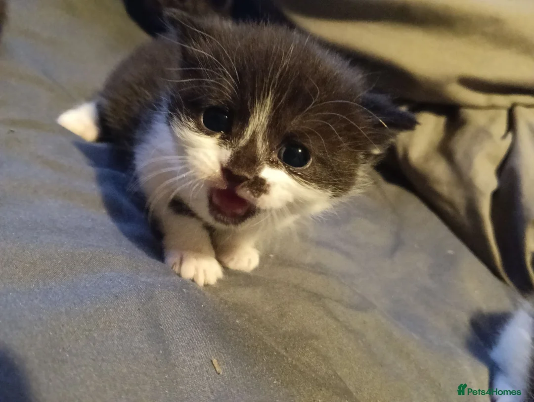 Mixed Breed cats for sale: Beautiful black/white British short hair x - Advert 4