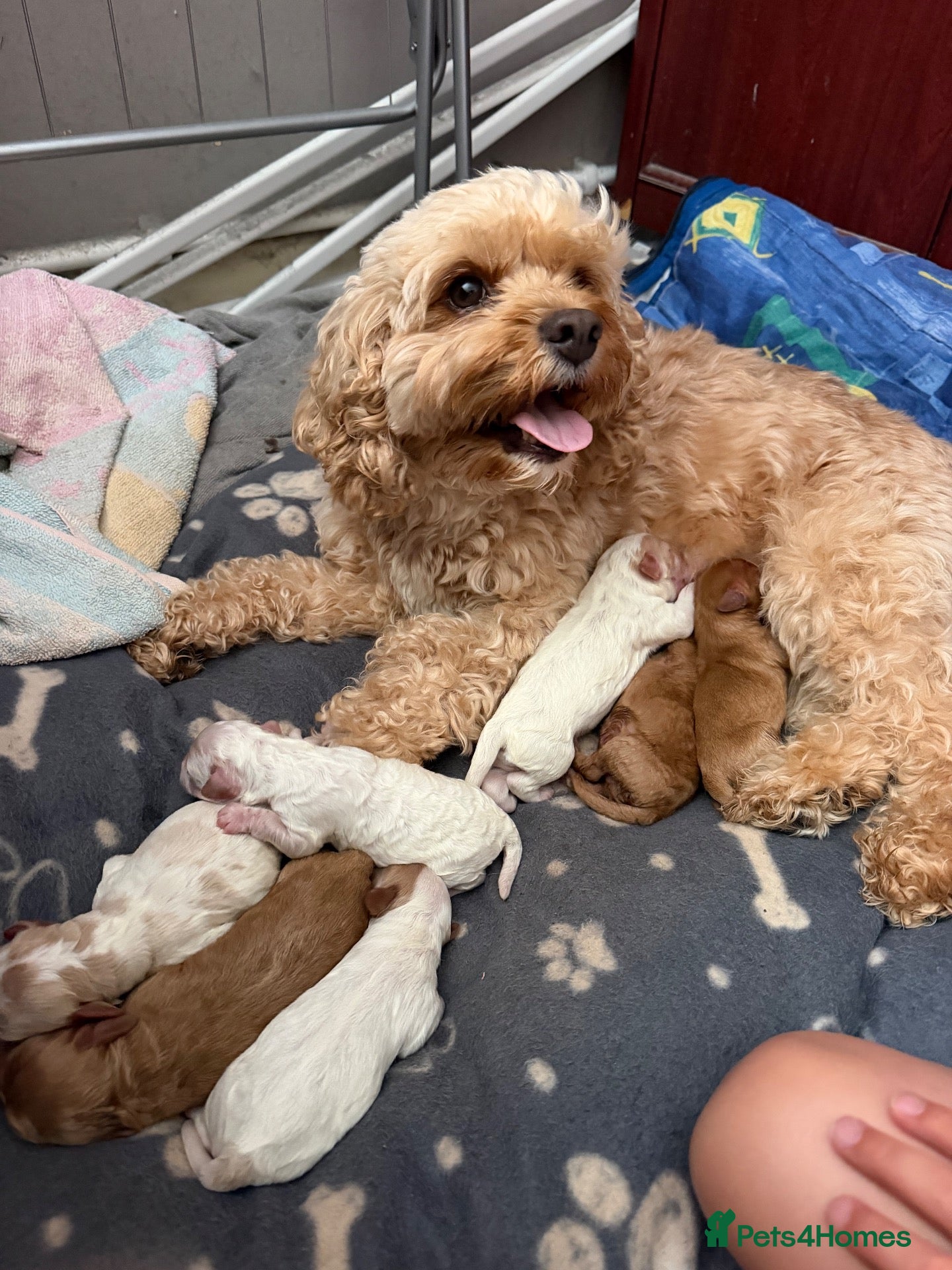 Cavapoo dogs for sale: Beautiful Cavapoo Puppies – 4 Boys & 3 Girls - Advert 3