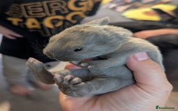 Mixed Breed rabbits for sale: 2 beautiful baby rabbits - Image 3