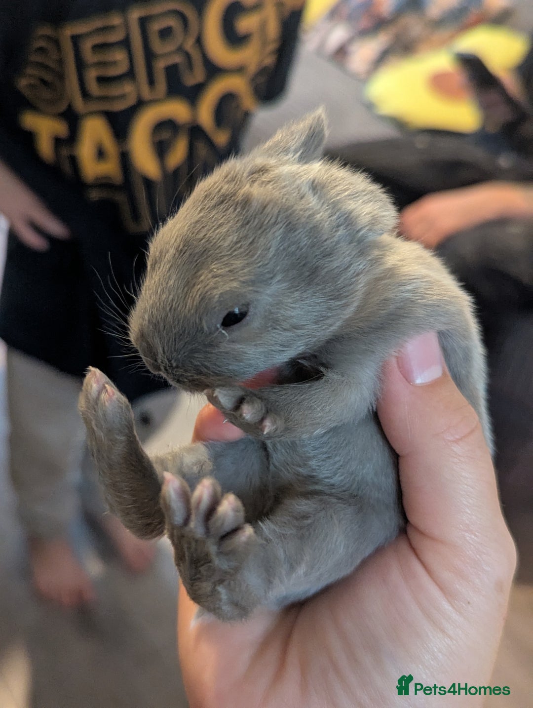 Mixed Breed rabbits for sale: 2 beautiful baby rabbits - Image 3