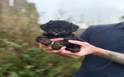Cavapoo dogs for sale: 2 adorable male Cavapoo Puppies ! 🐾 - Image 19
