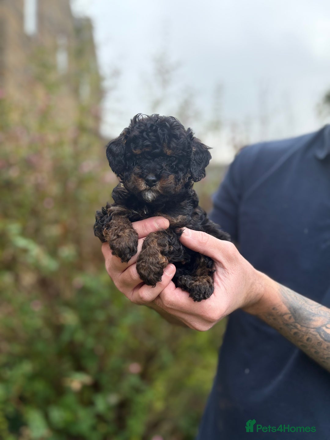 Cavapoo dogs for sale: 2 adorable male Cavapoo Puppies ! 🐾 - Image 19