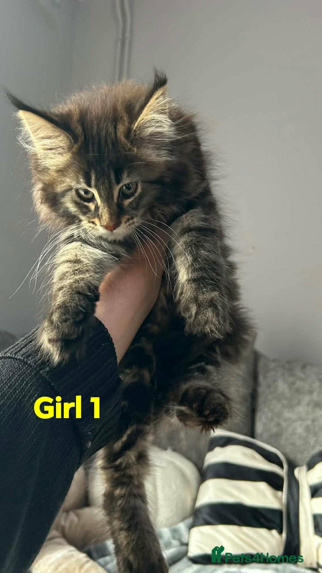 Maine Coon cats Champion bloodline maine coon kittens  - Advert 1