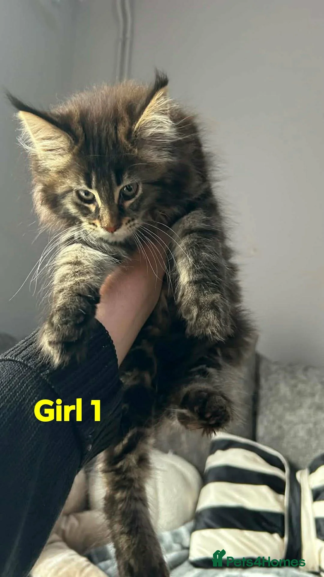 Maine Coon cats for sale: Champion bloodline maine coon kittens  - Advert 1