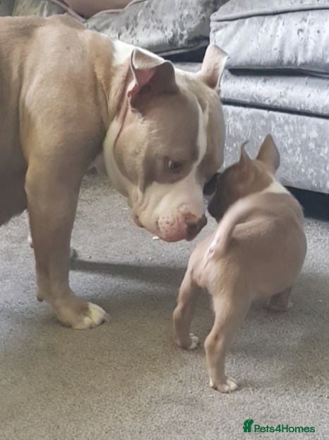 American Bully dogs American pocket bully puppies - Advert 19