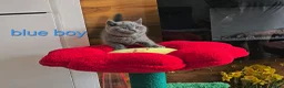 British Shorthair cats for sale: British Shorthair kitten - Advert 20