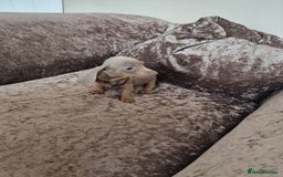 Miniature Dachshund dogs for sale: Miniature Dachshund puppies - Image 5
