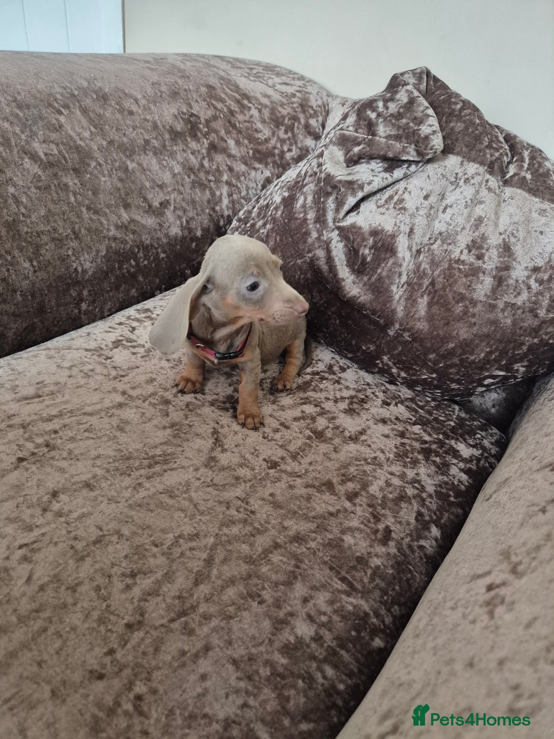 Miniature Dachshund dogs for sale: Miniature Dachshund puppies - Image 5