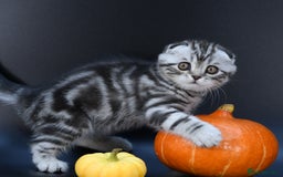 Scottish Fold cats for sale: LICENSED CATTERY, PURE BREED TOP QUALITY KITTENS - Image 5