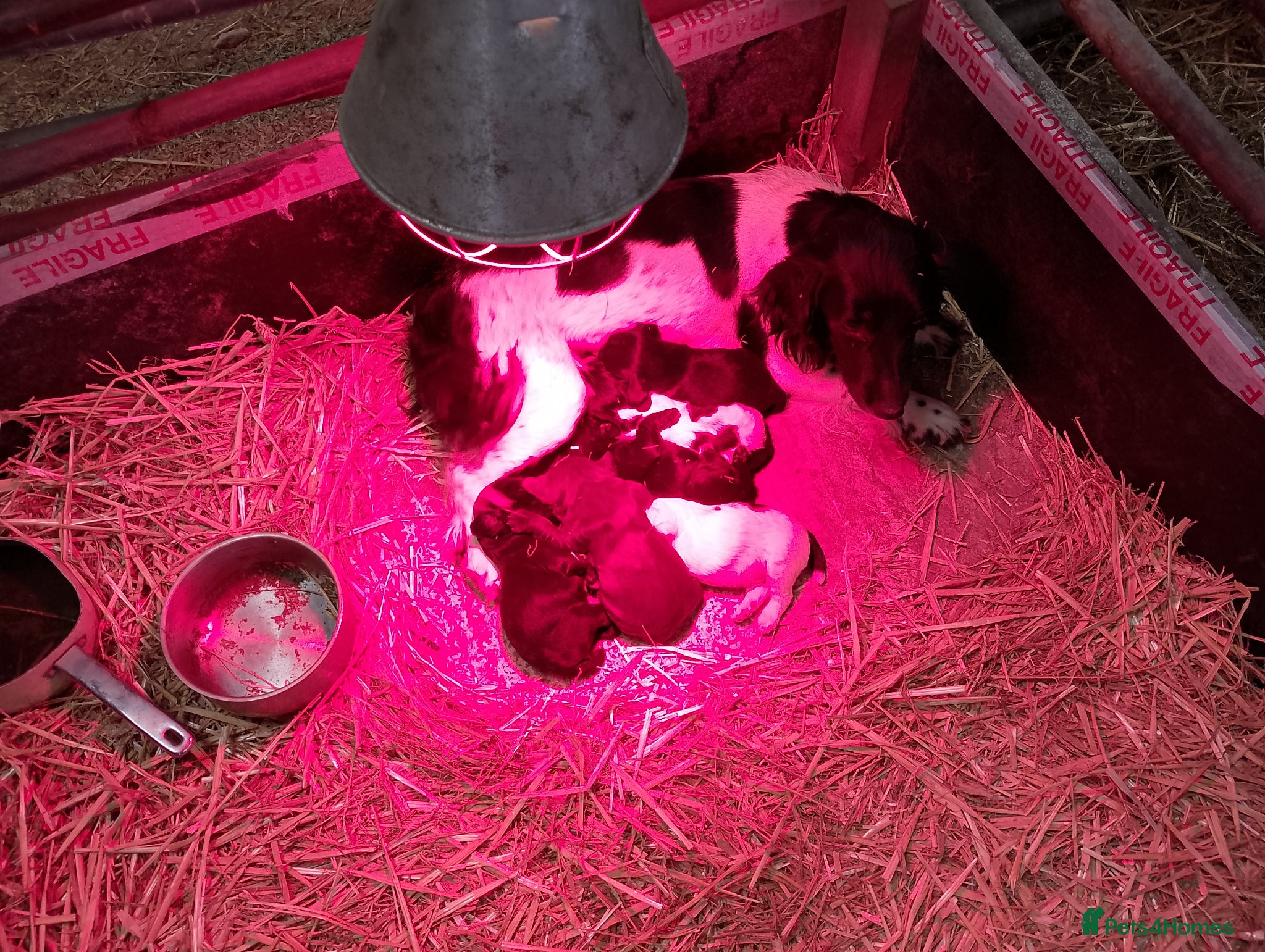 Sprocker dogs Sprocker puppies  - Advert 2