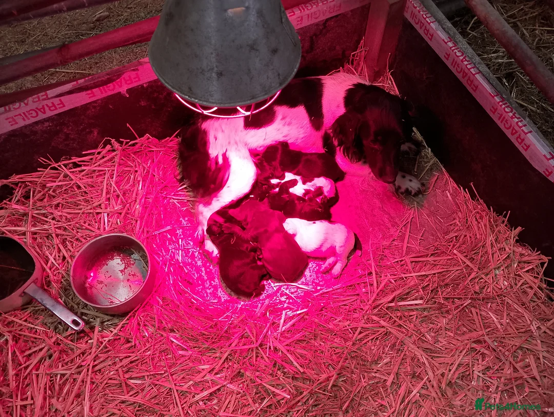 Sprocker dogs for sale: Sprocker puppies ready to go - Advert 1