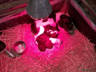 Sprocker dogs Sprocker puppies - Advert 2