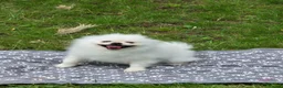 Pomeranian dogs for sale: Pomeranian 5 year old male - Advert 8