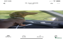 Dachshund dogs for sale: Rolo the miniature dachshund - Image 3