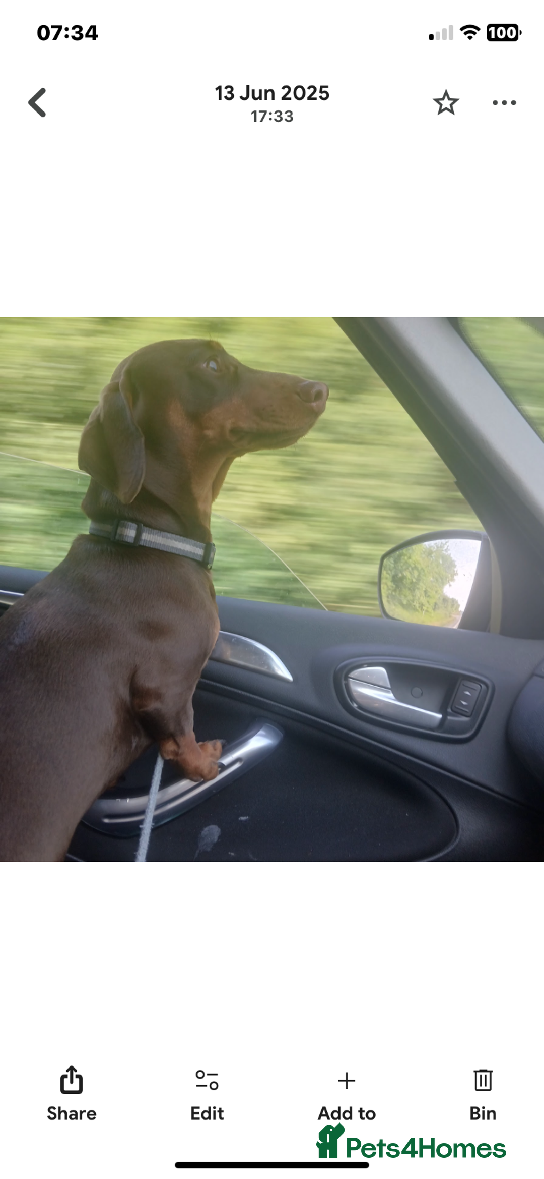 Dachshund dogs for sale: Rolo the miniature dachshund - Image 3