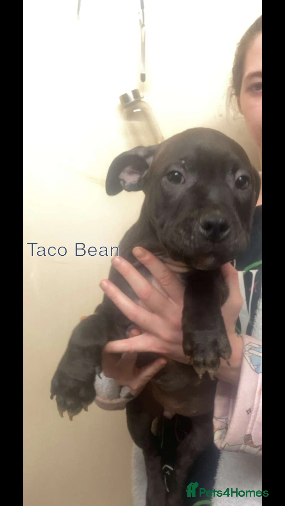 Staffordshire Bull Terrier dogs for sale: Beautiful Staffies pups  - Advert 12