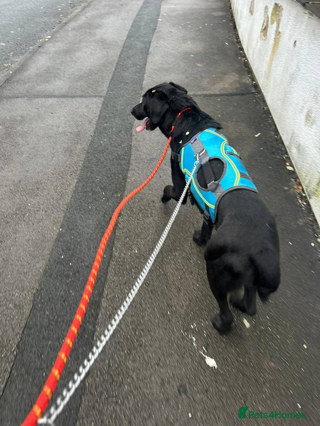 Mixed Breed dogs for adoption: Meet Cosmo, currently residing in Yorkshire  - Advert 10