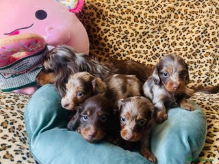 Miniature Dachshund dogs - Advert 19