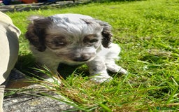 Cockapoo dogs for sale: Gorgeous cockapoo puppies F1B - Image 13