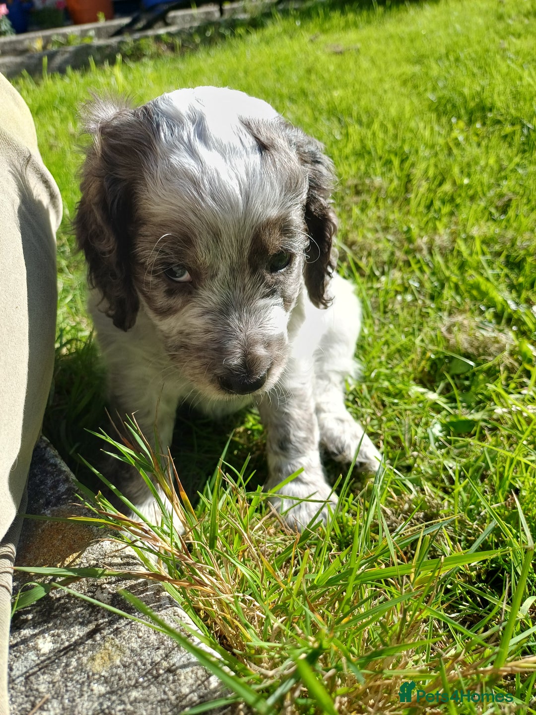 Cockapoo dogs for sale: Gorgeous cockapoo puppies F1B - Image 13