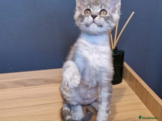 Maine Coon cats - Advert 16