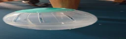 Hamster rodents for sale: Russian Dwarf Hamster in Birmingham - Advert 19