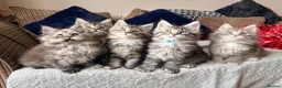 Maine Coon cats for sale: READY NOW. Two tica registered girls. 1 poly  - Advert 10
