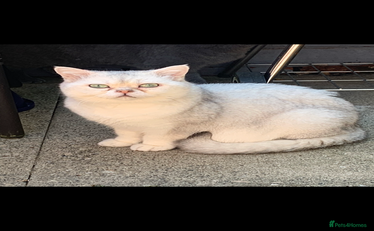 British Shorthair cats - Advert 6