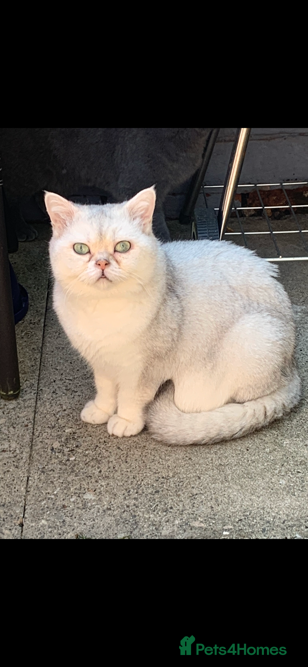 British Shorthair cats for sale: Lovely British Shorthair Neutered Girl  - Image 1