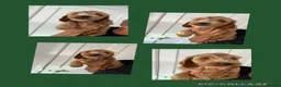 Cockapoo dogs for sale: Exceptional F1 health tested cockapoo puppies  - Advert 8