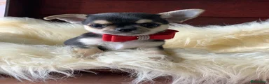 Chihuahua Puppy 3