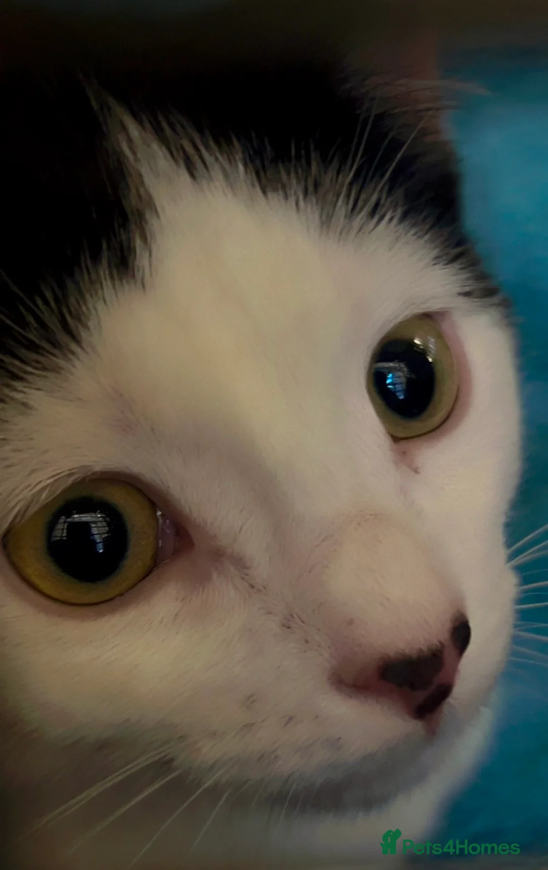 Mixed Breed cats for sale: The sweetest kitten girl you will ever meet!!! - Advert 3
