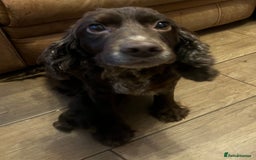 Cocker Spaniel dogs for sale: Cocker spaniel  - Image 6