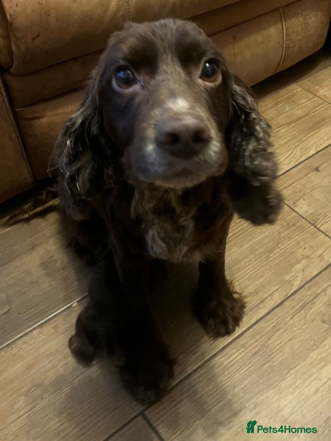 Cocker Spaniel dogs for sale: Cocker spaniel  - Image 6