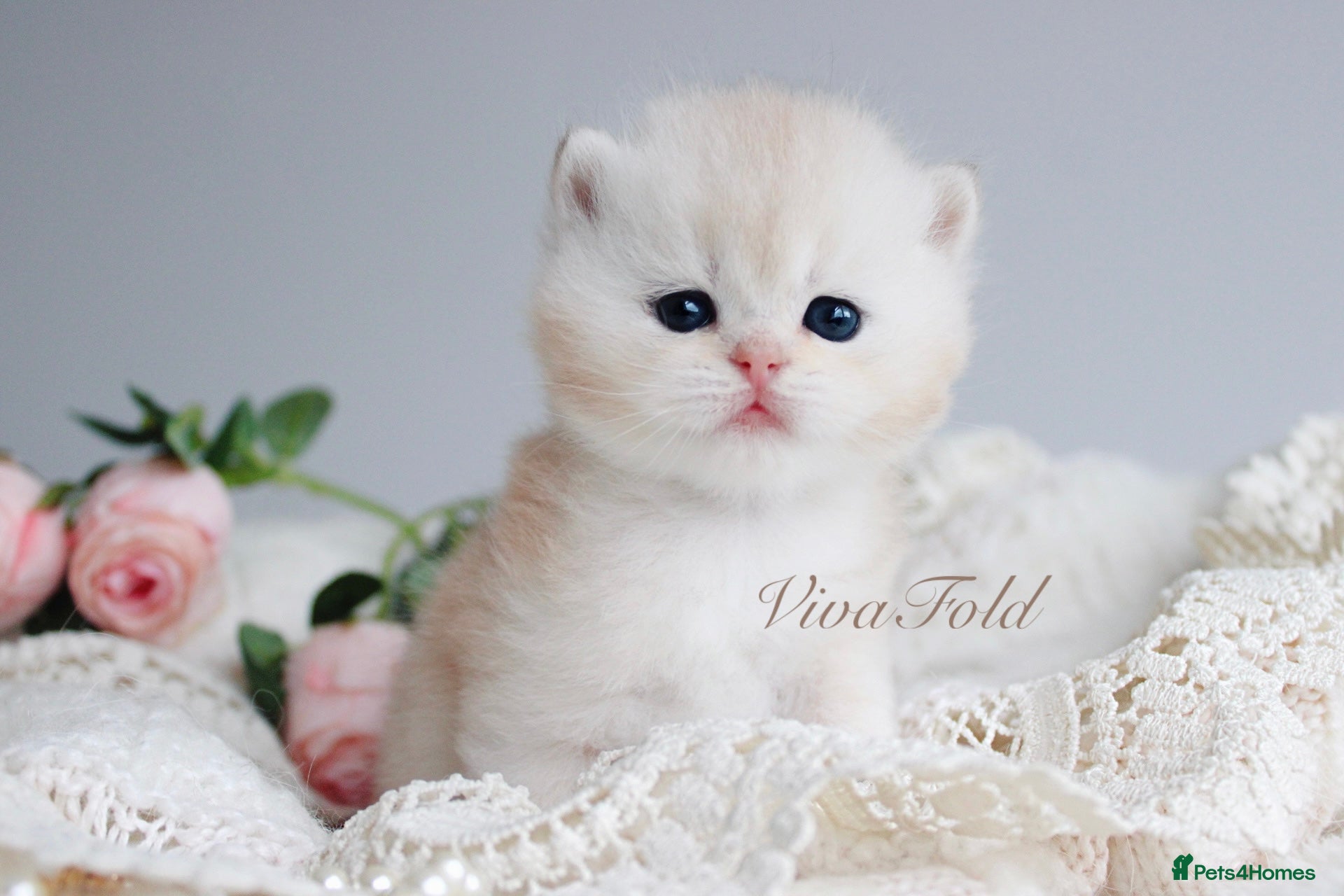 British Shorthair cats ✨Rare & Exclusive Premium Quality Kitten✨ - Advert 16