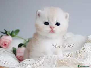 British Shorthair cats ✨Rare & Exclusive Premium Quality Kitten✨ - Advert 16