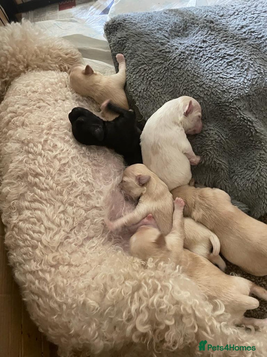 Schnoodle dogs for stud: STUNNING CHOC/WHITE MIN SCHNAUZER AT STUD in Coventry - Image 18