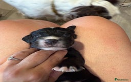 Sprocker dogs for sale: Beautiful Sprocker Spaniel pups - Image 6