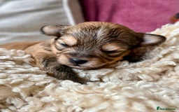 Chorkie dogs for sale: Chorkie (x2 Boys) - Image 17