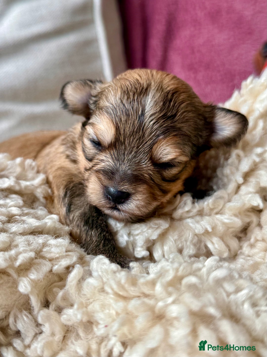 Chorkie dogs for sale: Chorkie (x2 Boys) - Image 17