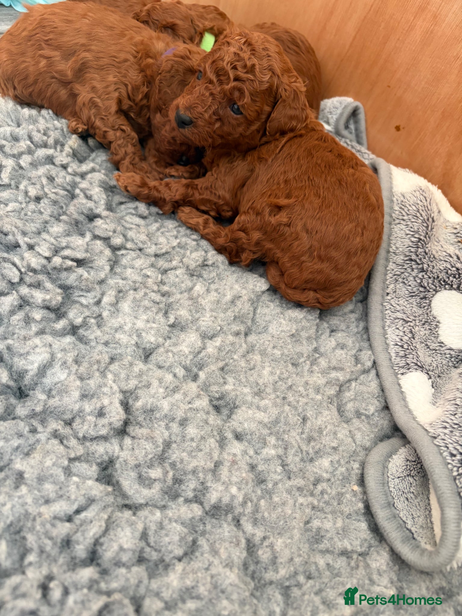 Toy Poodle dogs for sale: One girl left Kc registered toy /  tiny poodle  - Advert 1
