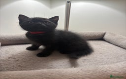 Ragdoll cats for sale: 5 Beautiful Ragdoll/ British Shorthairs - Advert 12