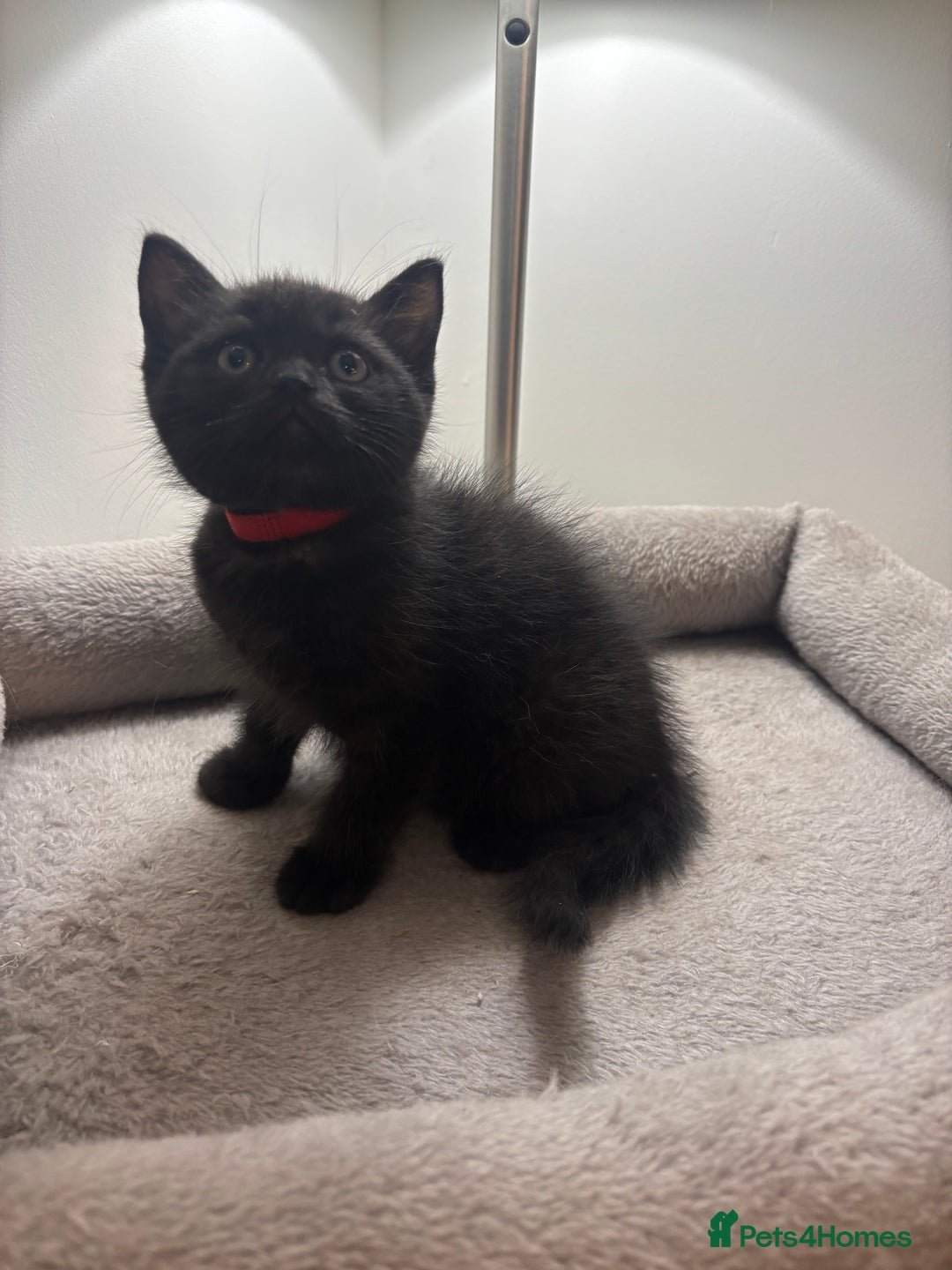 Ragdoll cats for sale: 5 Beautiful Ragdoll/ British Shorthairs - Advert 12