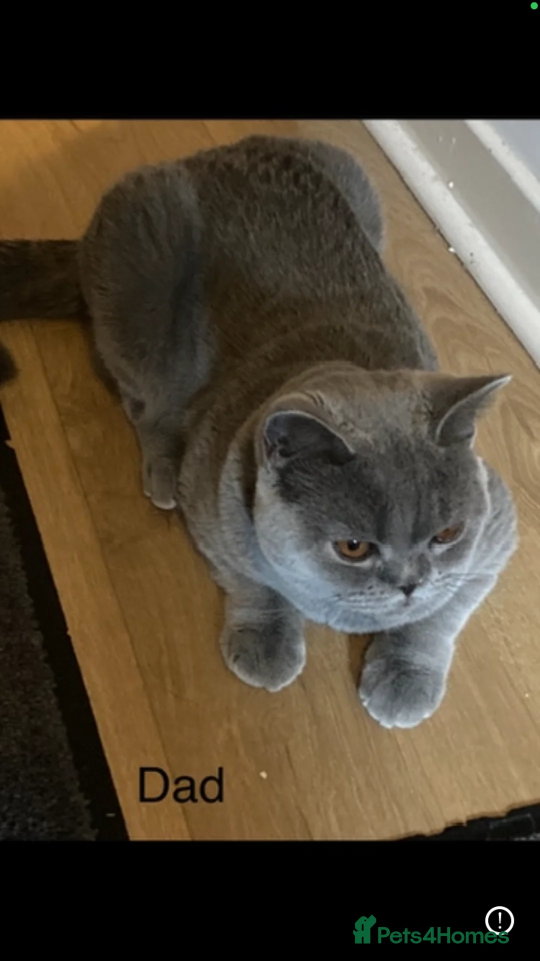 British Longhair cats for sale: British longhair and shorthair  - Advert 14