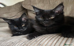 Maine Coon cats for sale: Pedigree Maine Coon Kittens - Image 6