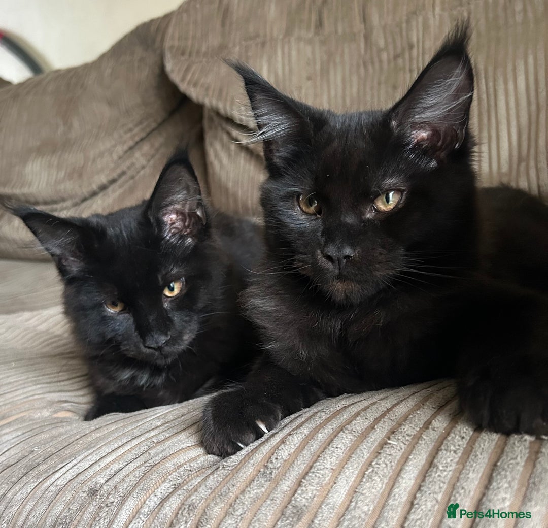 Maine Coon cats for sale: Pedigree Maine Coon Kittens - Image 6