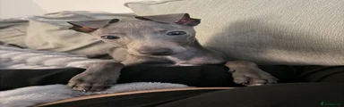 Italian Greyhound 1