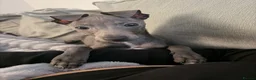 Italian Greyhound dogs for sale: Beautiful pedigree Italian greyhound boy - Advert 3