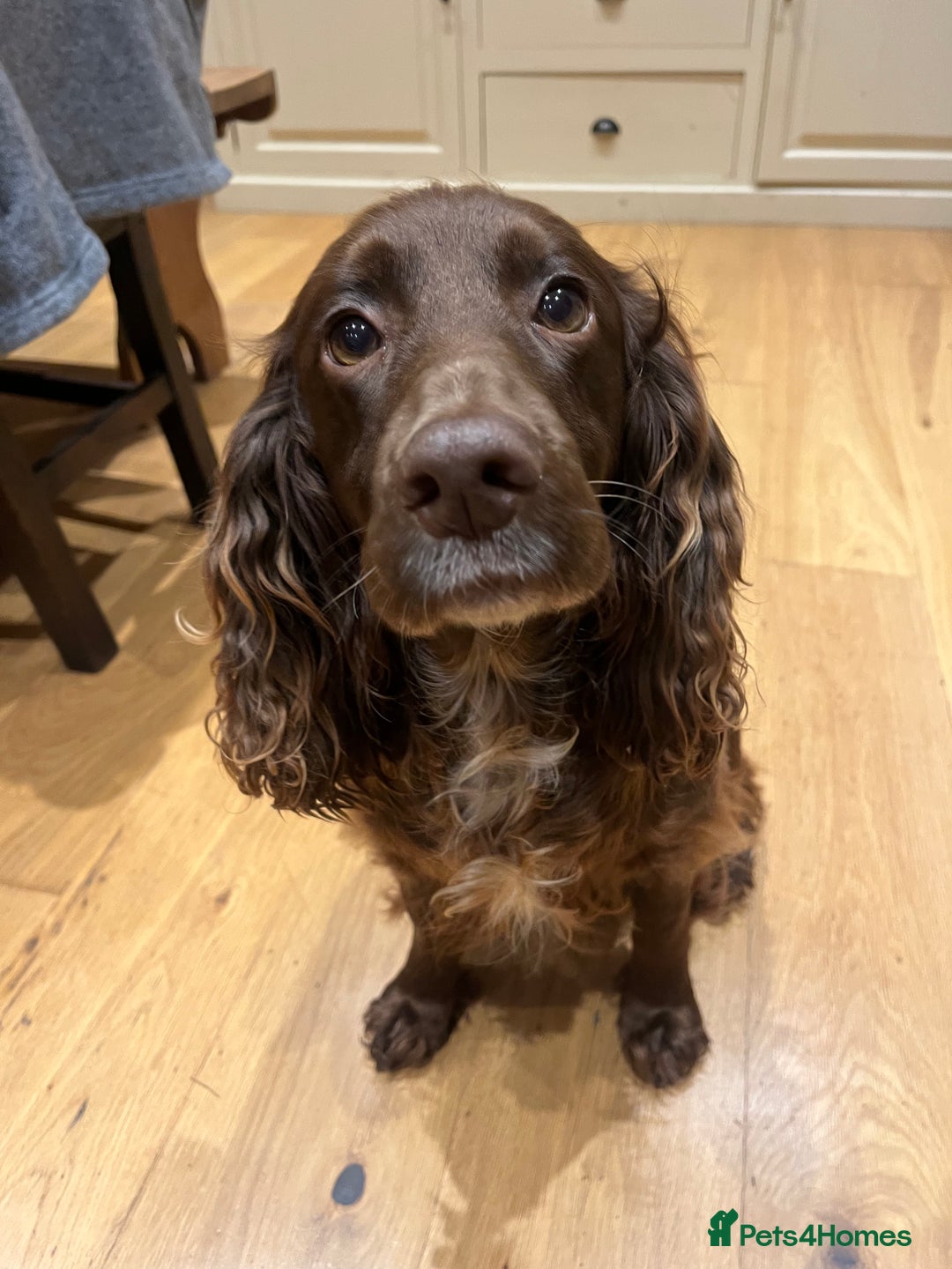 Sprocker dogs for sale: Working Sprocker Spaniel Pups - Advert 5
