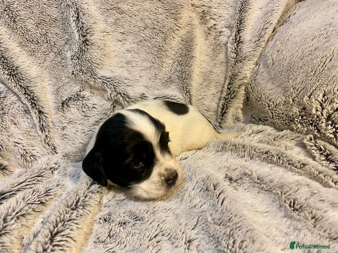 English Springer Spaniel dogs for sale: English springer spaniel pups  - Advert 6